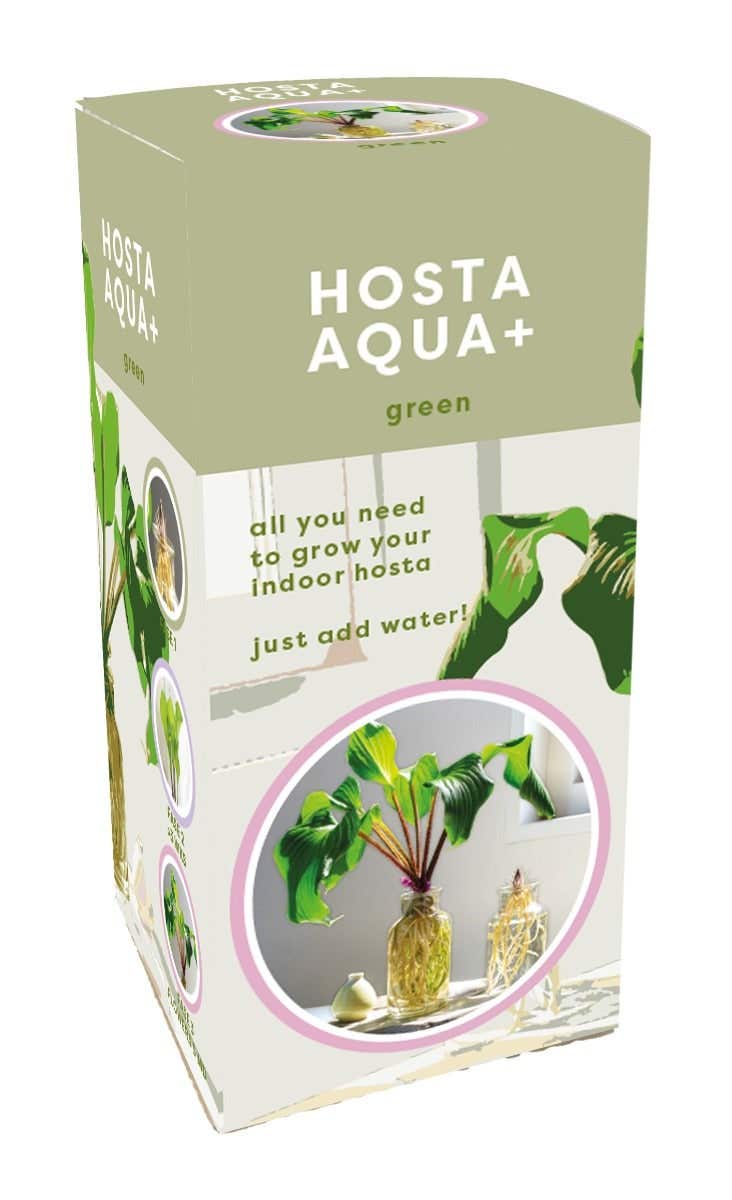Doosje Aqua+ Hosta Green In Glas
