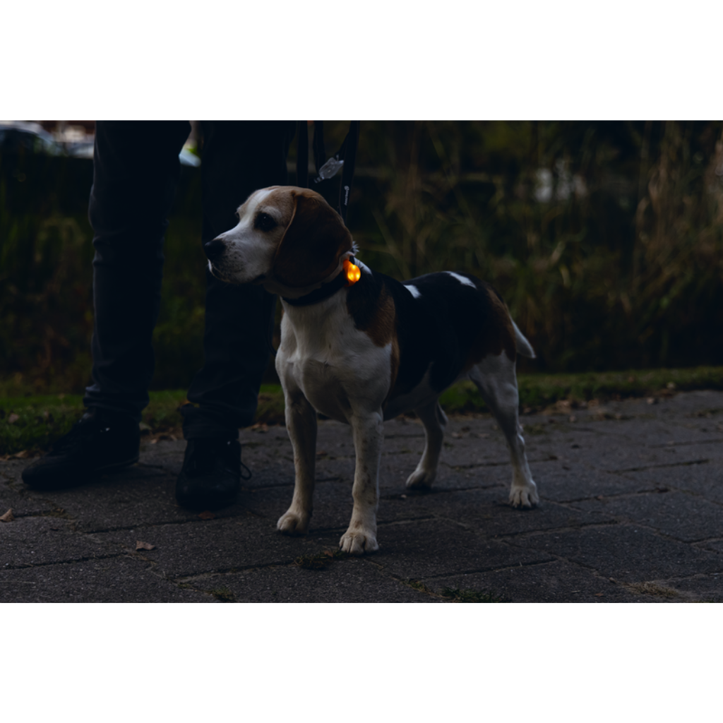 Beeztees veiligheidslampje Collite LED hond