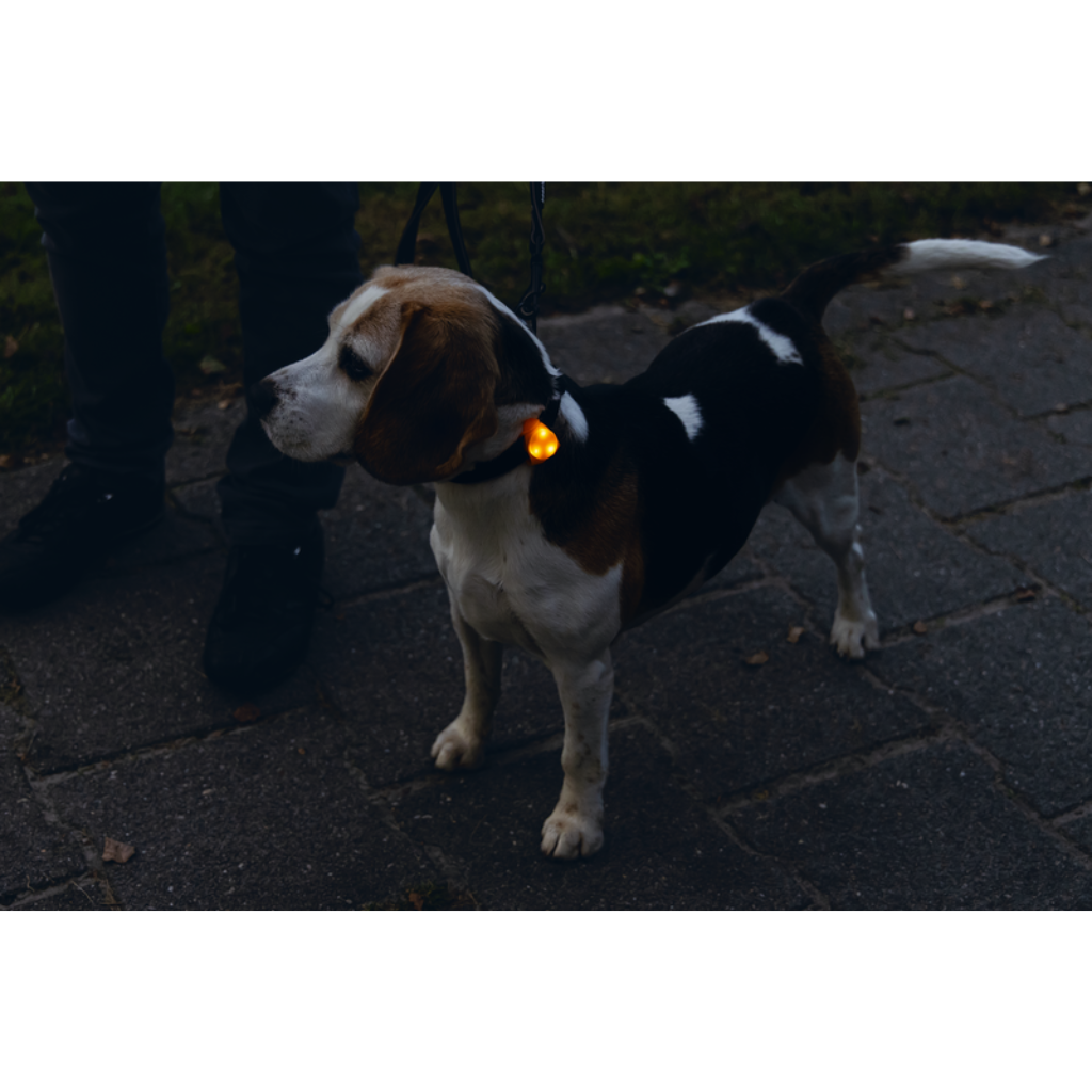 Beeztees veiligheidslampje Collite LED hond