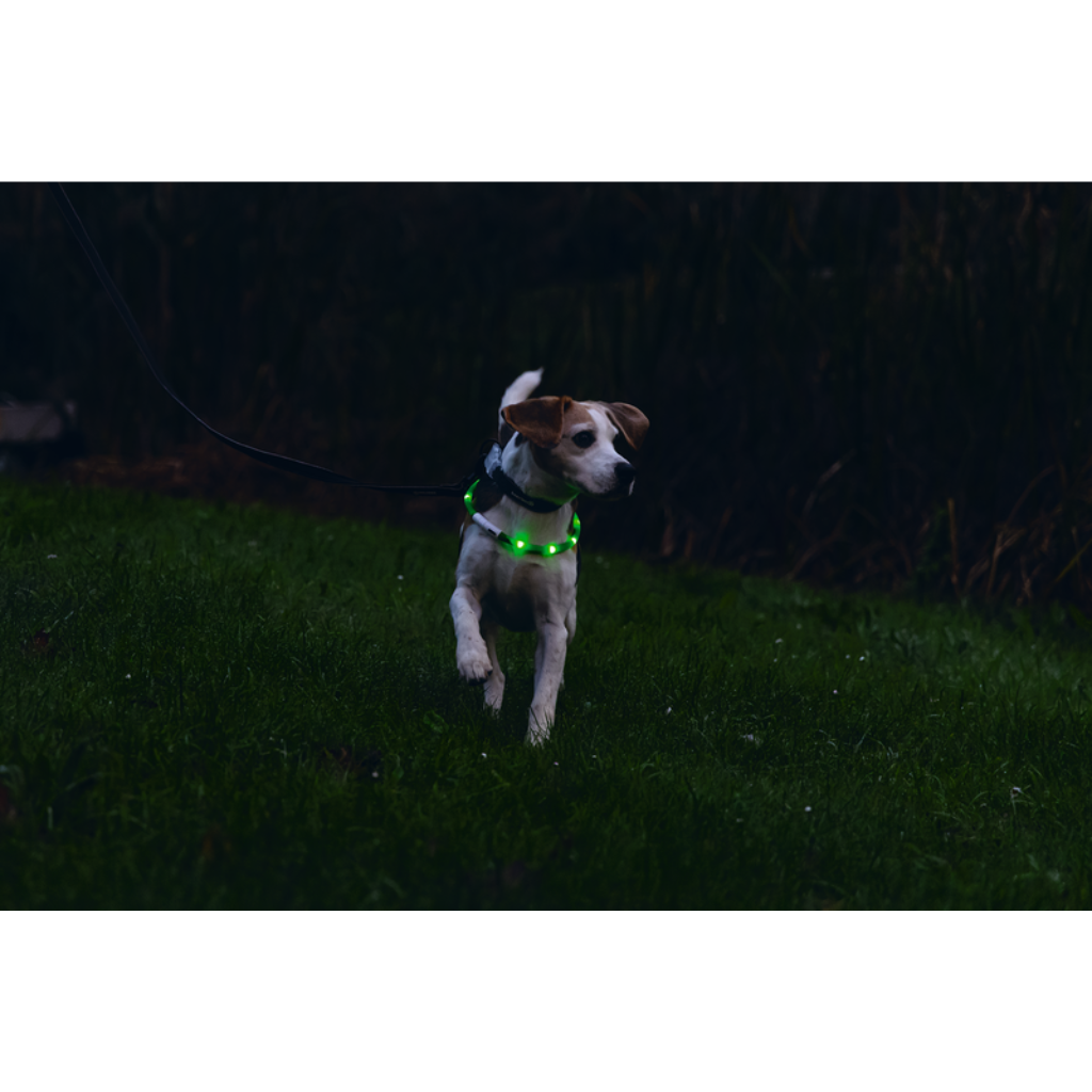 Beeztees Dogini veiligheidsband LED groen 35 cm