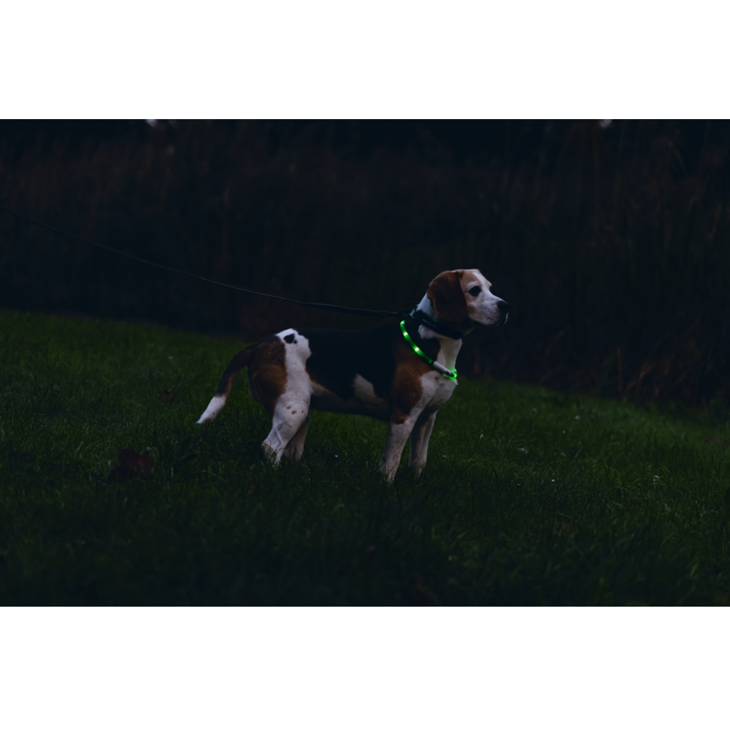 Beeztees Dogini veiligheidsband LED groen 35 cm
