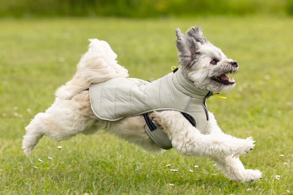 Beeztees Hondenjas Bobby taupe XS 24 cm