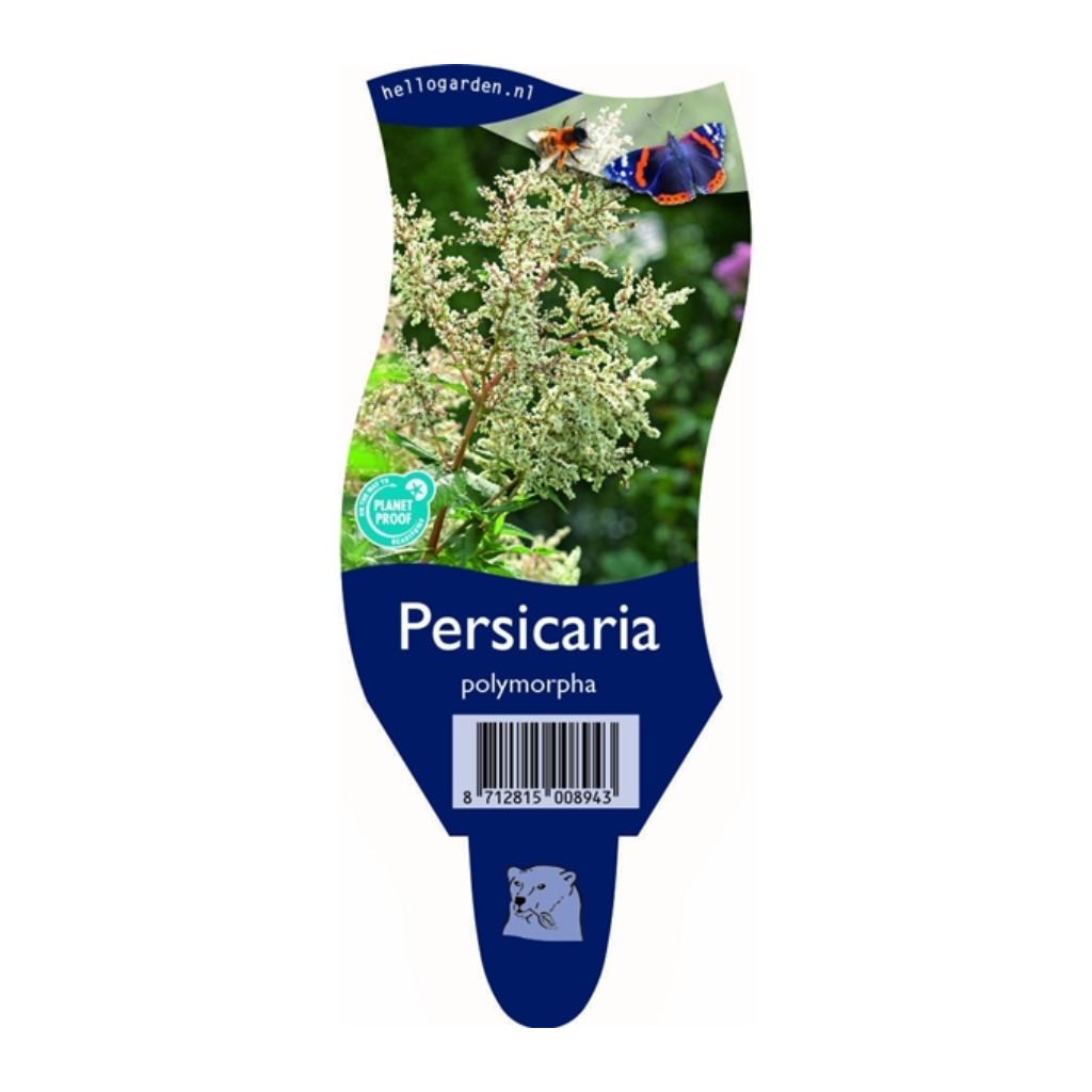 Duizendknoop (Persicaria polymorpha) ø 11 cm