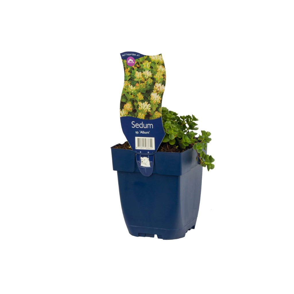 Vetkruid (Sedum spur. 'Album') ø 11 cm
