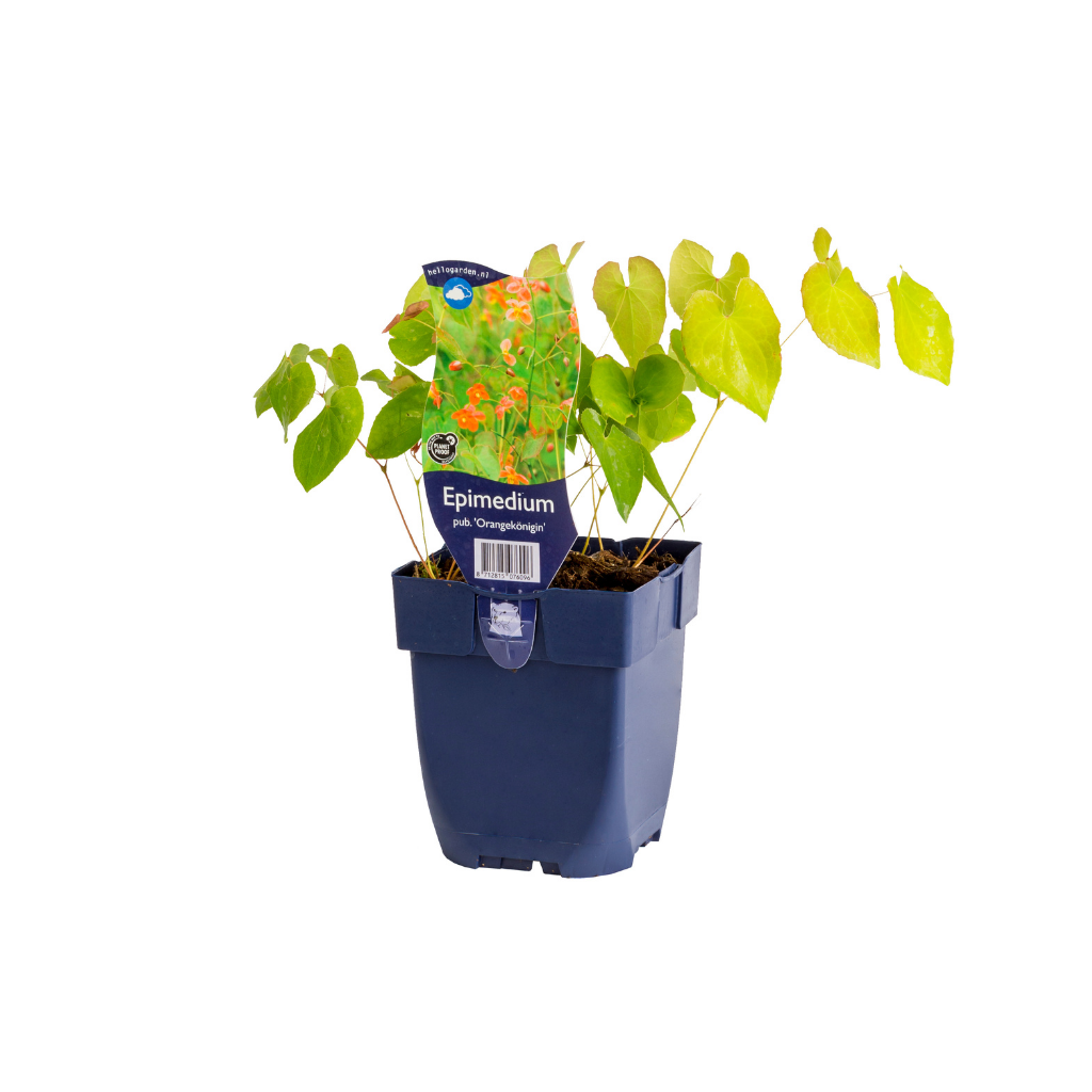 Elfenbloem (Epimedium pub. 'Orangekönigin') ø 11 cm