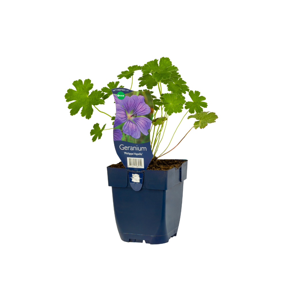 Ooievaarsbek (Geranium 'Philippe Vapelle') ø 11 cm