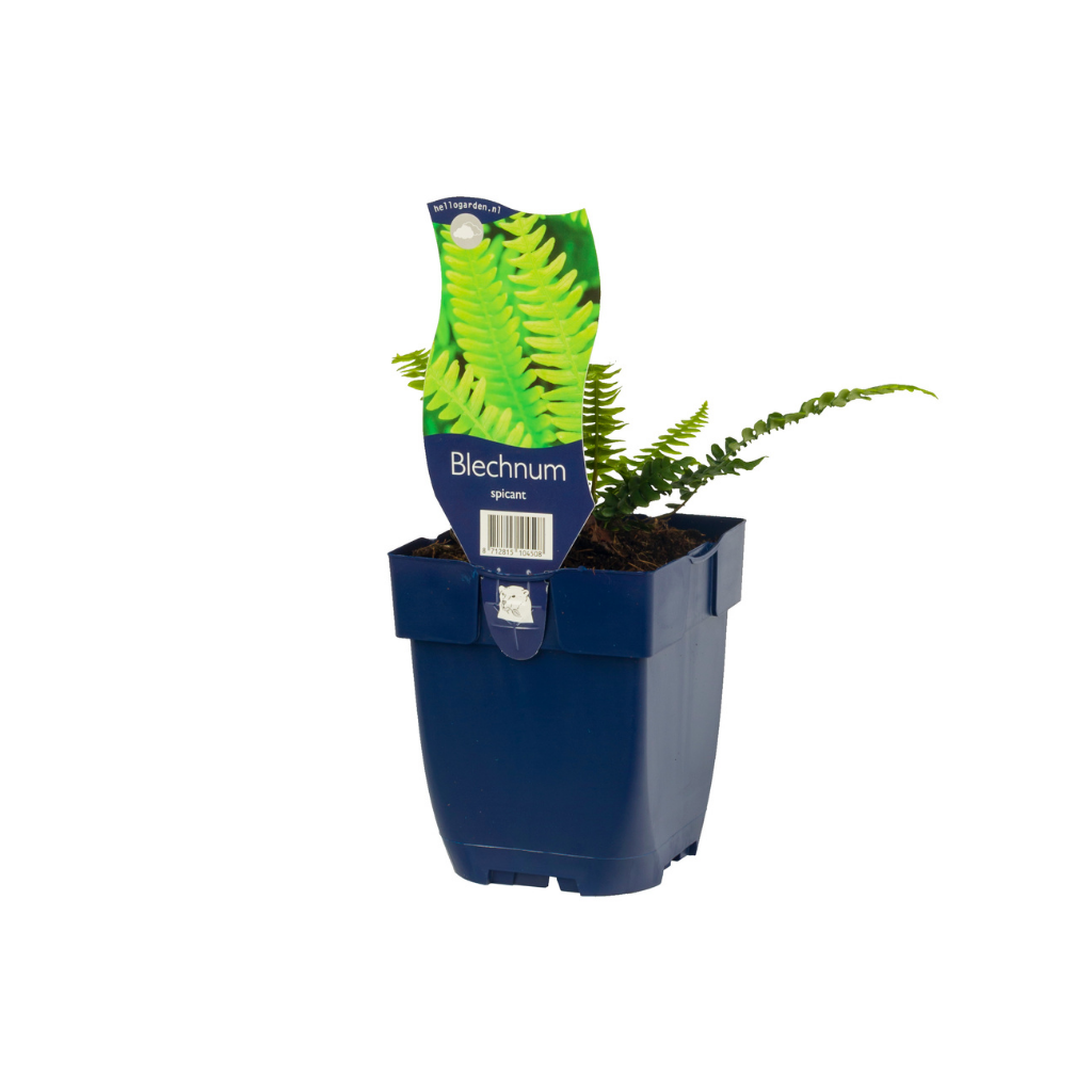 Dubbelloofvaren (Blechnum spicant) ø 11 cm