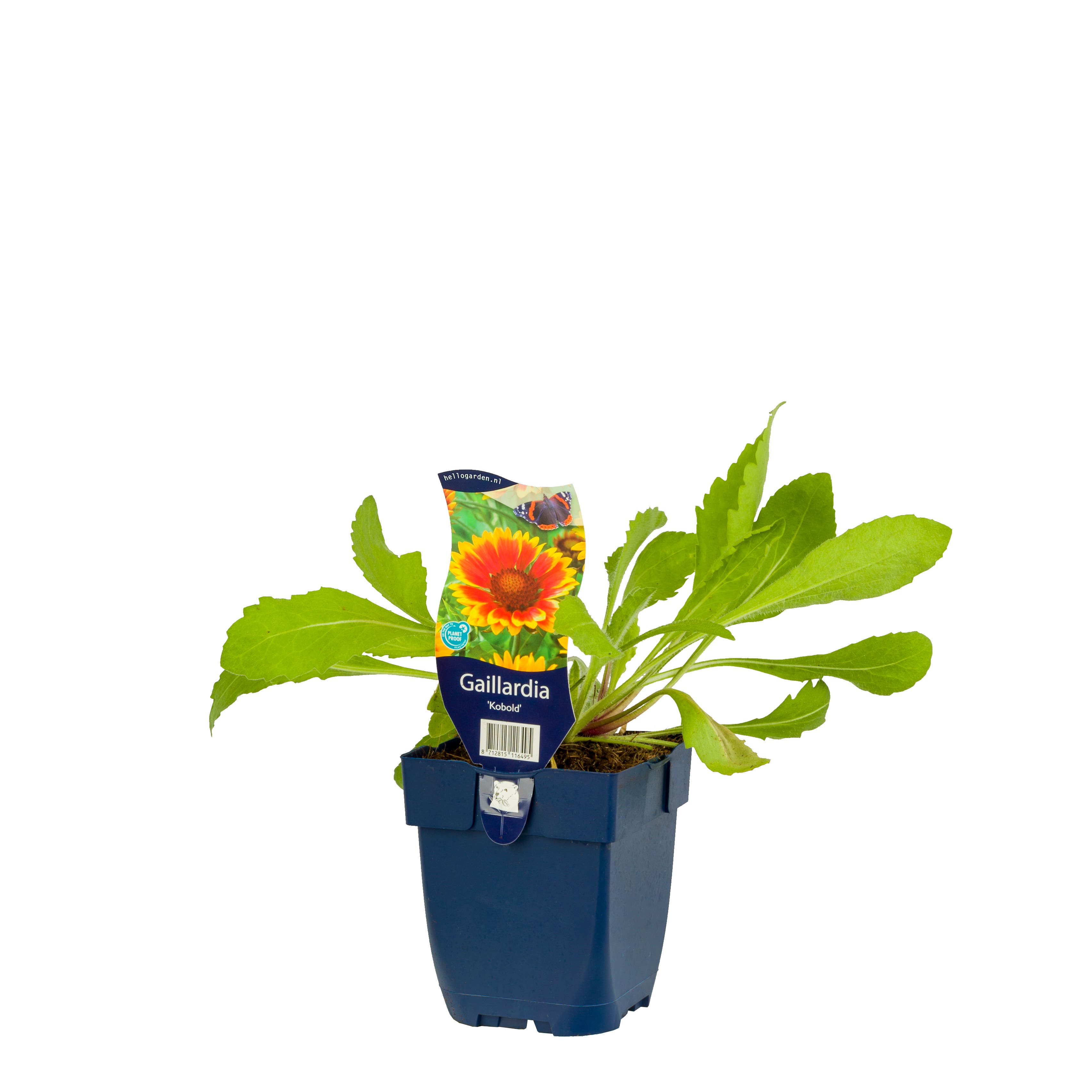 Kokardebloem (Gaillardia 'Kobold') ø 11 cm