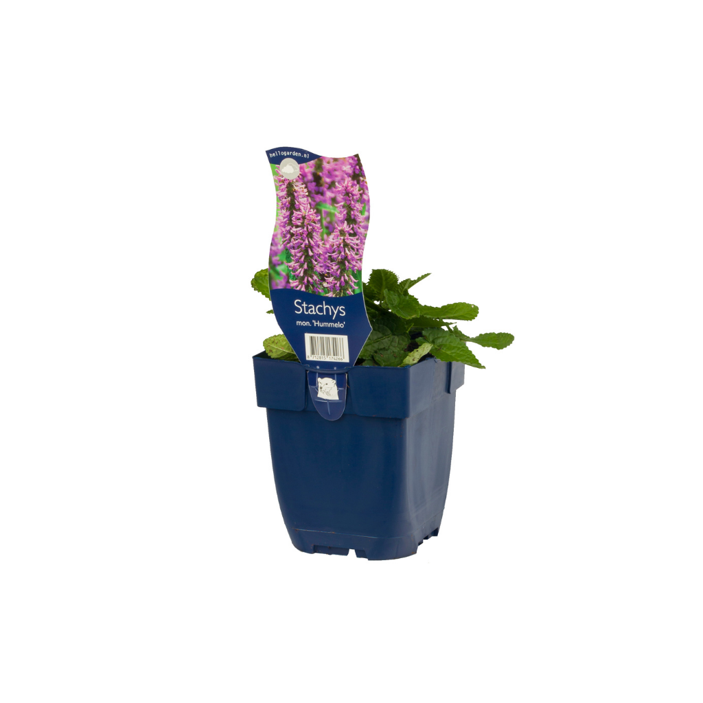Andoorn (Stachys mon. 'Hummelo') ø 11 cm