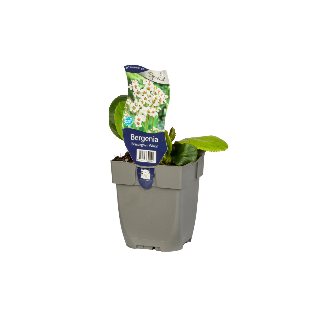 Schoenlappersplant (Bergenia 'Bressingham White') ø 11 cm