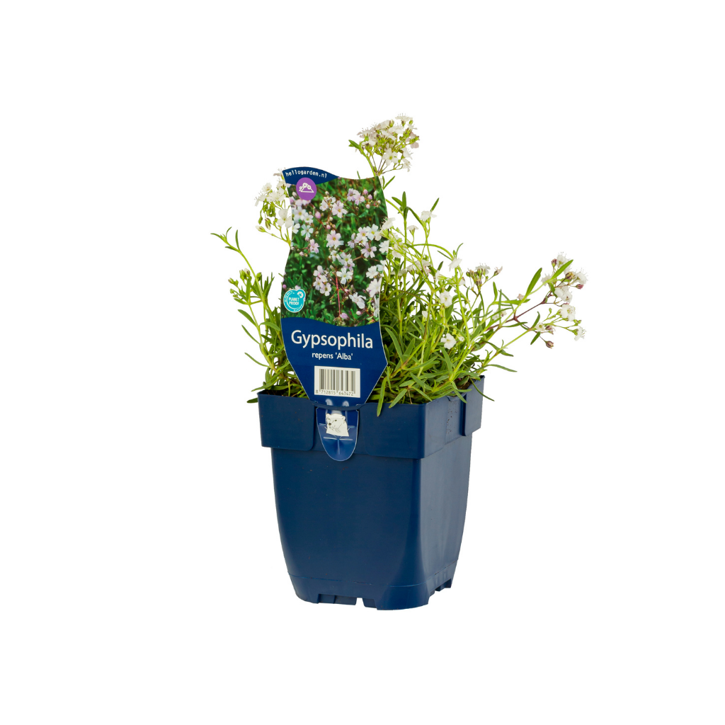 Kruipend gipskruid (Gypsophila rep. 'Alba') ø 11 cm