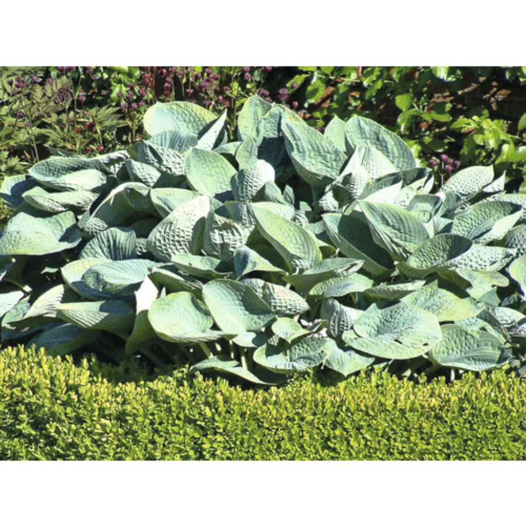 Hartlelie (Hosta 'Big Daddy') ø 11 cm