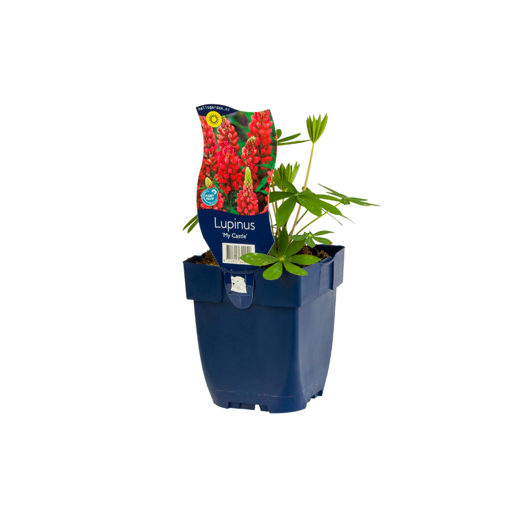 Lupine (Lupinus 'My Castle') ø 11 cm