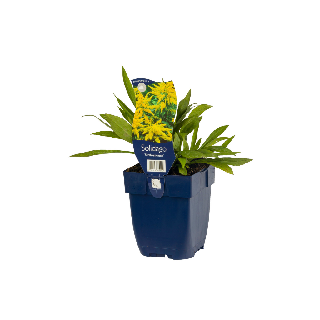 Guldenroede (Solidago 'Strahlenkrone') ø 11 cm