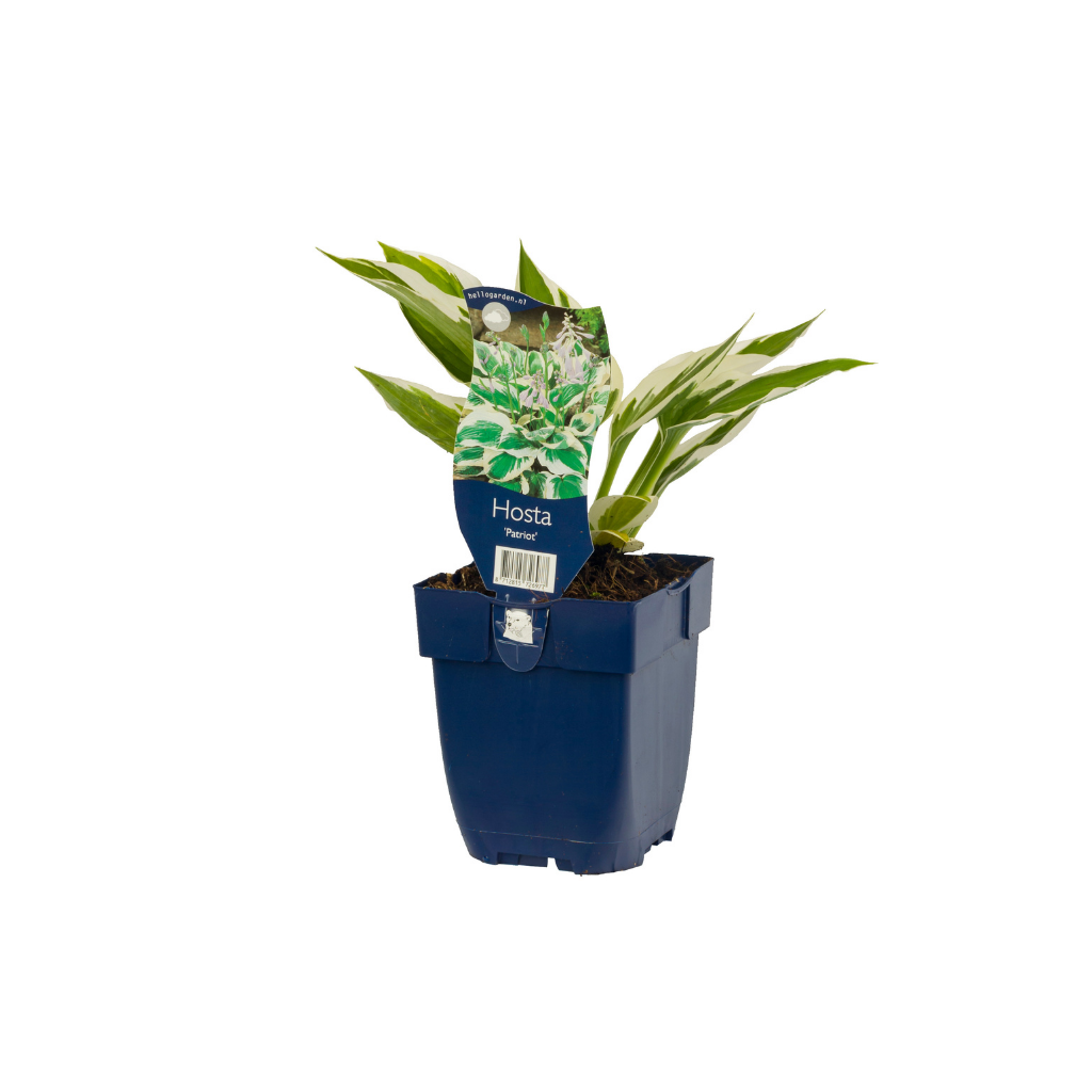 Hartlelie (Hosta 'Patriot') ø 11 cm