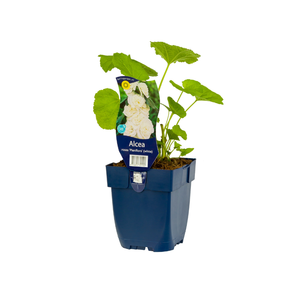 Stokroos (Alcea rosea 'Pleniflora' Wit) ø 11 cm
