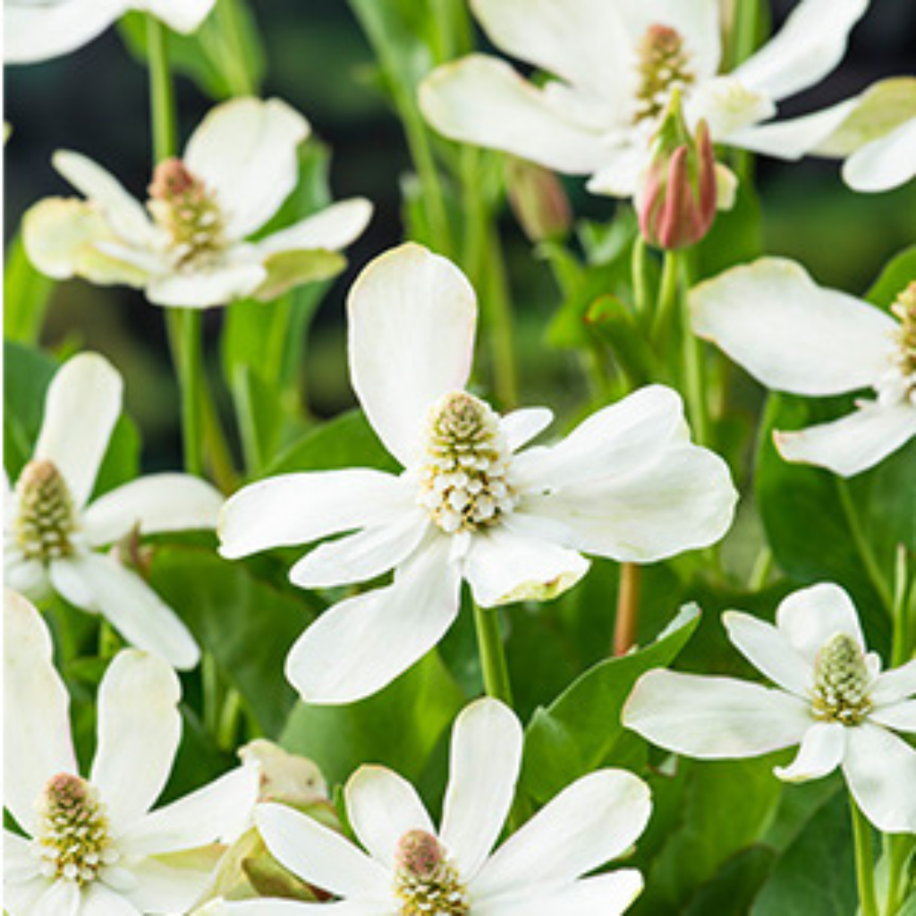 Water anemoon (Anemopsis californica) Potmaat 9