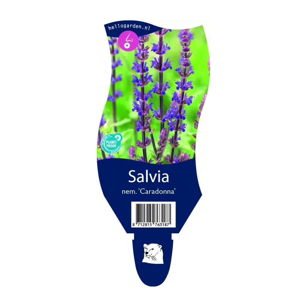 Salie (Salvia nem. 'Caradonna') ø 11 cm