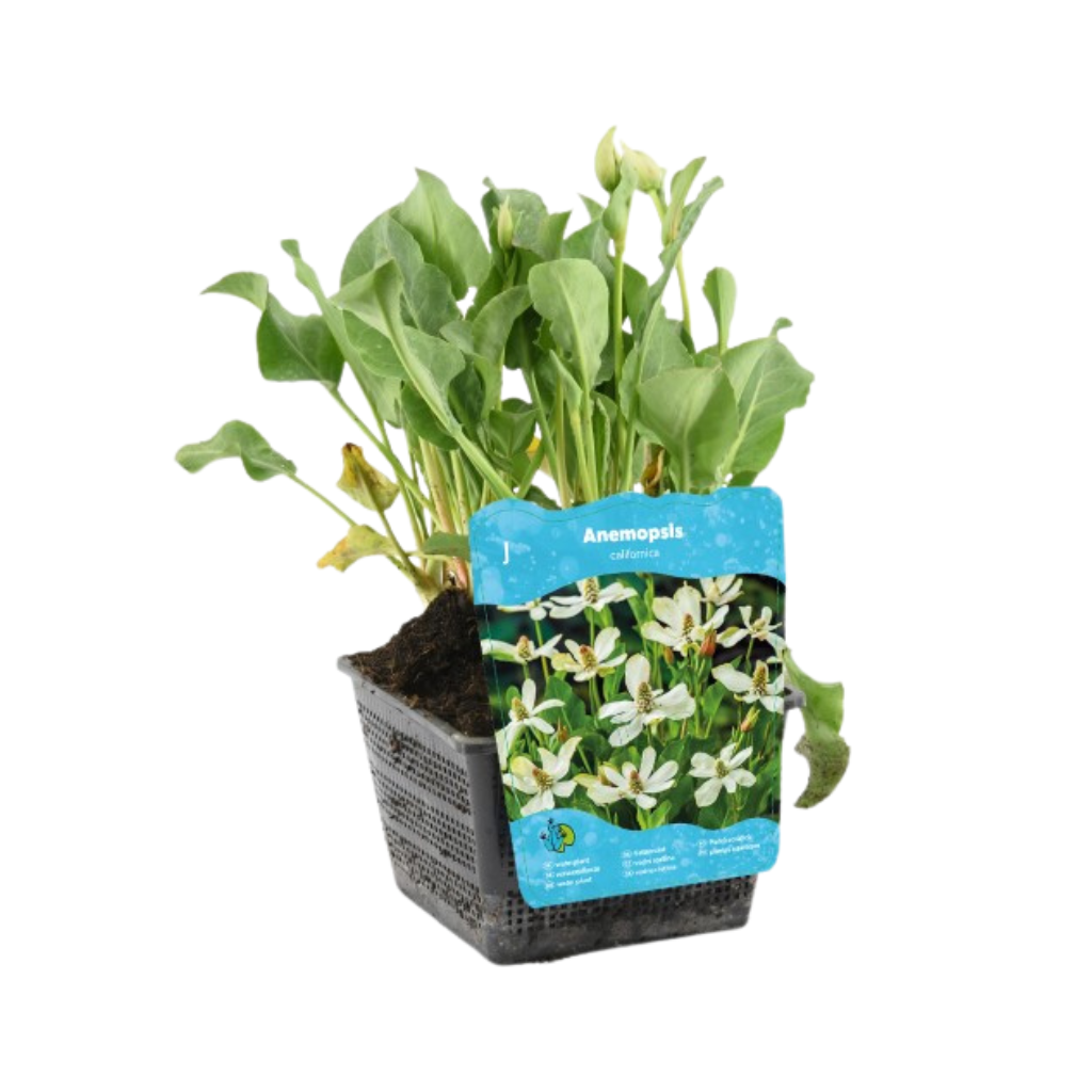 Water anemoon (Anemopsis californica) Potmaat 18