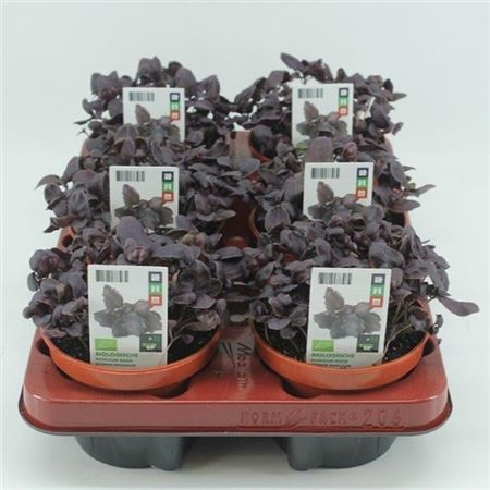 Basilicum Rood (Ocimum basilicum) BIO