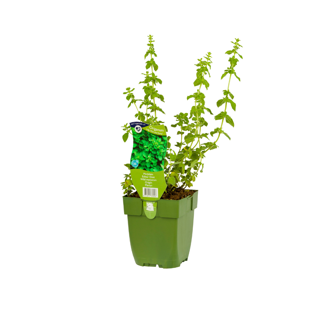Marjolein (Origanum vulg. 'Hot and Spicy') ø 11 cm