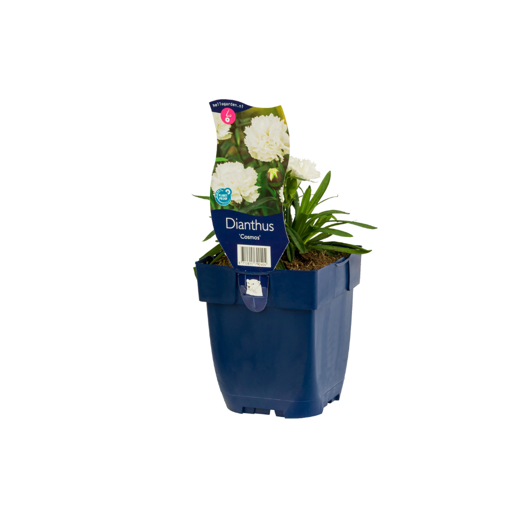 Anjer (Dianthus 'Cosmos') ø 11 cm