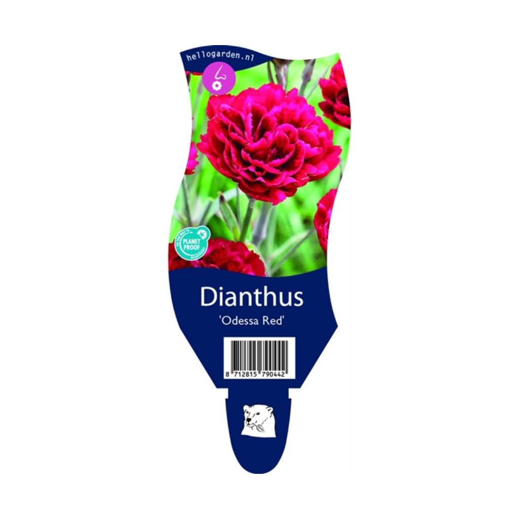 Anjer (Dianthus 'Odessa Red') ø 11 cm