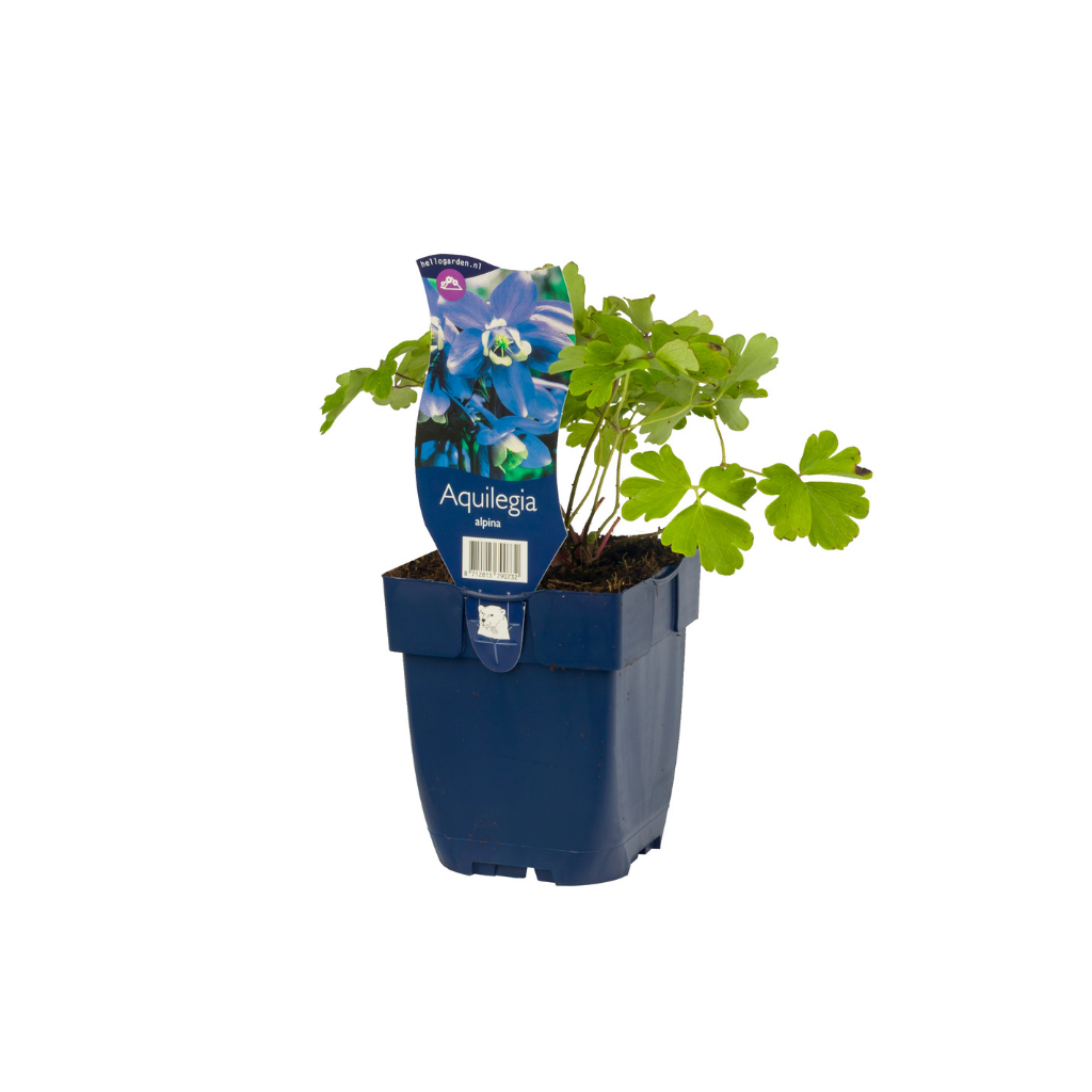 Akelei (Aquilegia alpina) ø 11 cm