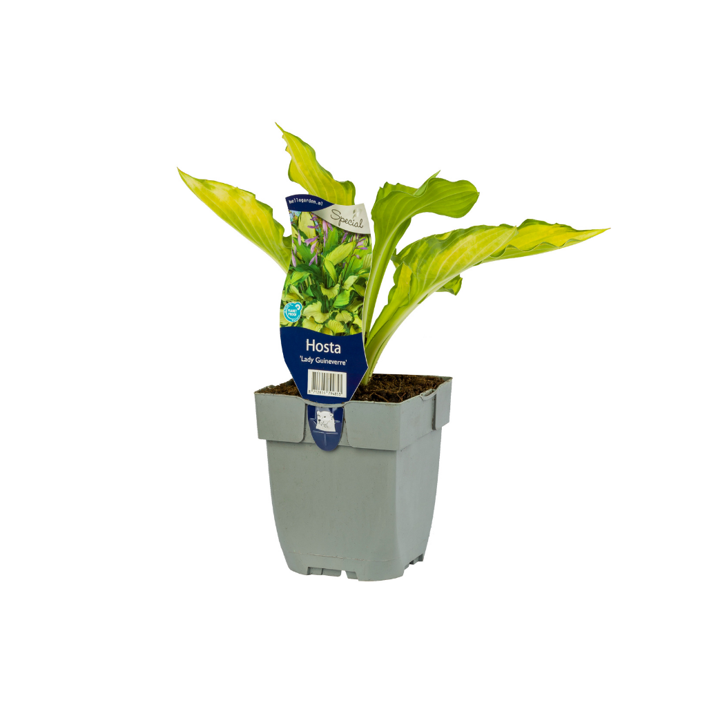 Hartlelie (Hosta 'Lady Guinevere') ø 11 cm