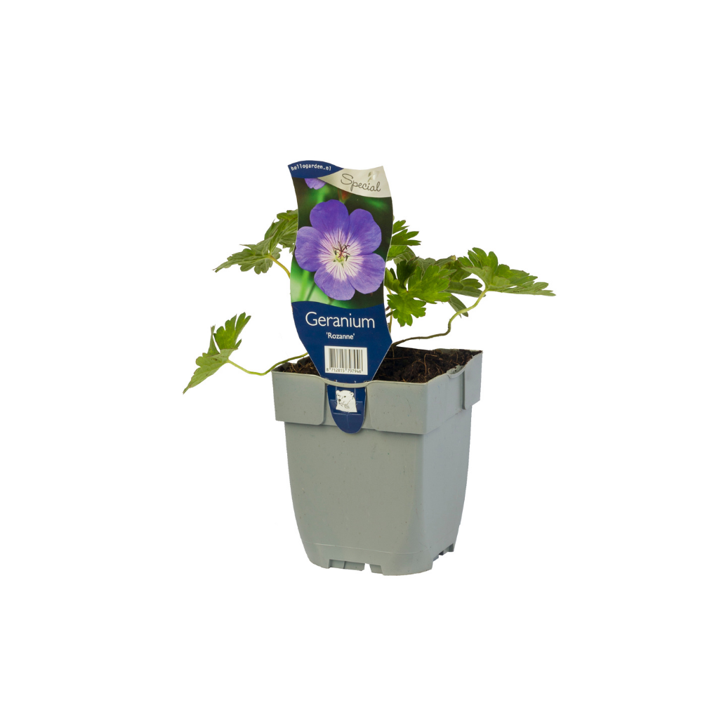 Ooievaarsbek (Geranium 'Rozanne') ø 11 cm