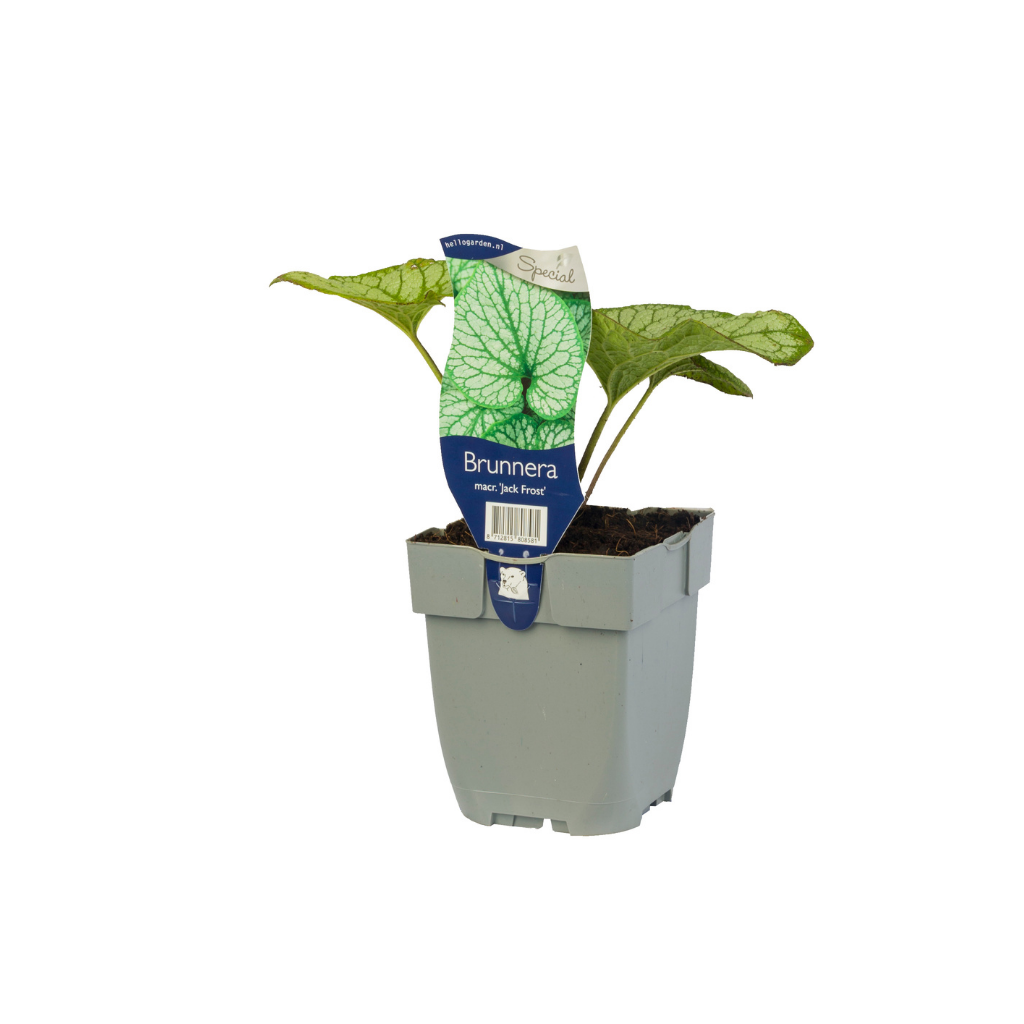 Kaukasiche vergeet-mij-niet (Brunnera macr. 'Jack Frost') ø 11 cm