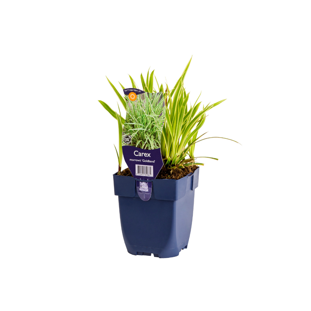 Zegge (Carex morrowii 'Goldband') ø 11 cm