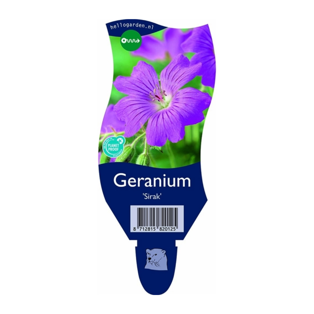 Ooievaarsbek (Geranium 'Sirak') ø 11 cm
