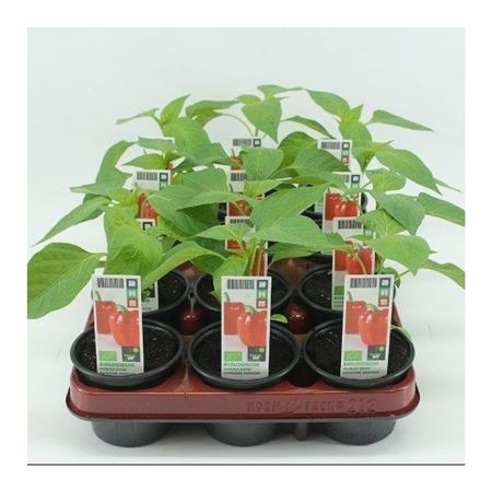 Paprika Rood (Capsicum annuum) BIO