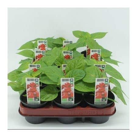 Surinaamse Peper Rood (Capsicum annuum) BIO