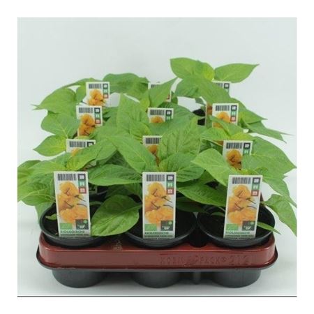 Surinaamse Peper Geel (Capsicum annuum) BIO