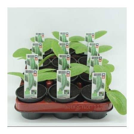 Courgette (Cucurbita Pepo) BIO