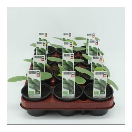 Augurk (Cucumis Sativus) BIO