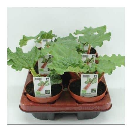 Rabarber (Rheum rhabarbarum) BIO