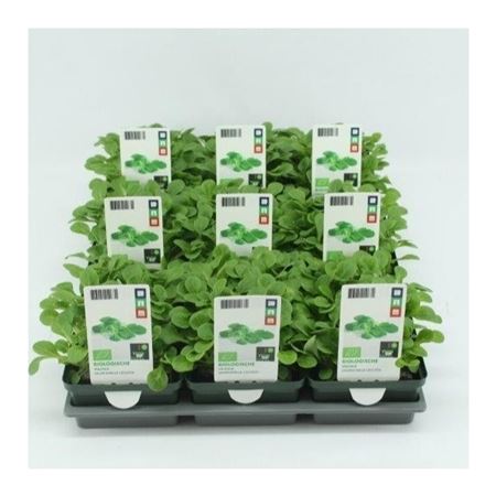 Veldsla (Valerianella locusta) BIO