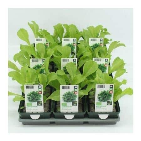 Andijvie (Cichorium Endivia) BIO