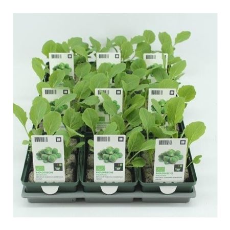 Spruitkool (Brassica oleracea type) BIO