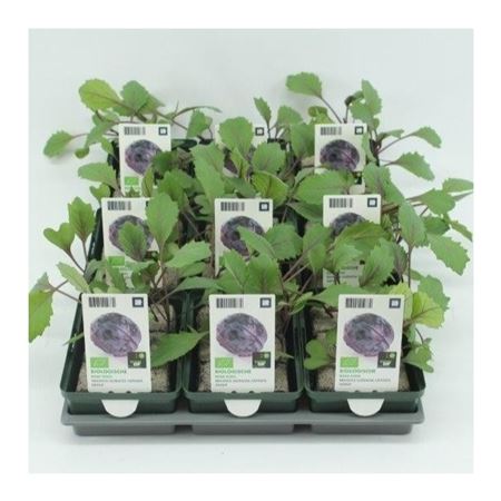 Rode kool (Brassica oleracea Capitata) BIO