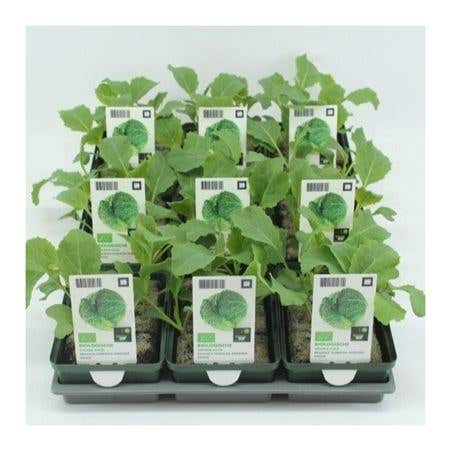 Groene kool (Brassica oleracea var. Medullosa) BIO