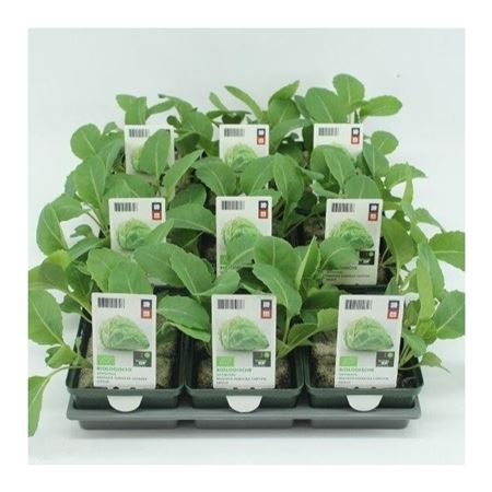 Spitskool (Brassica oleracea Capitata) BIO