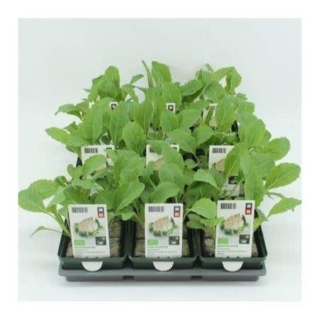 Bloemkool (Brassica oleracea Botrytis) BIO
