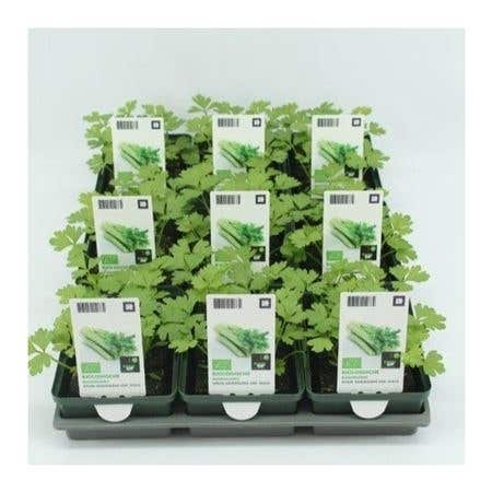 Bleekselderij (Apium graveolens 'Tall Utah) BIO