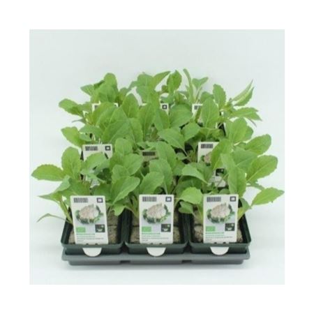 Winterbloemkool (Brassica oleracea 'Walcheren') BIO