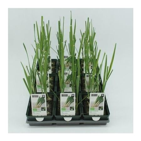 Prei (Allium porrum) BIO