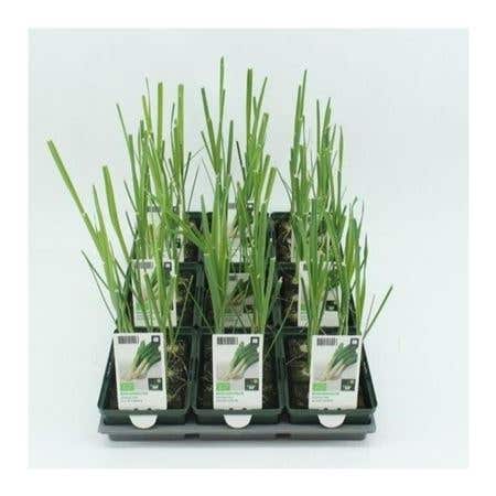 Prei winter (Allium porrum) BIO